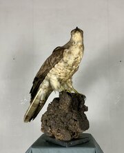 Early 20th century Belgian European honey buzzard
