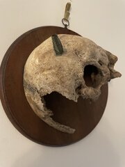 Late 18th/ Early 19th C Skull With Arrow Embedded 