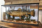 Taxidermy Rare Trout Victorian F W Anstiss C1894