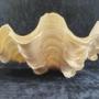 Fluted giant clam shell specimen-Tridacna squamosa