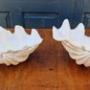Fluted Giant Clam Shells - Pair