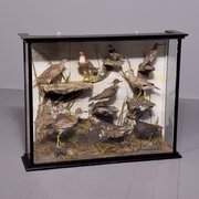 Large Victorian 9 Woodland Birds’ Taxidermy