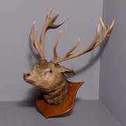 Massive Scottish Red Deer Stag Taxidermy Head