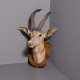 Massive Taxidermy Shield-mounted Antelope Head