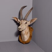 Massive Taxidermy Shield-mounted Antelope Head