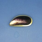 19th Century Mussel Shell Snuff Box