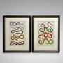 Pair 18th Century Hand Coloured Serpent Engravings