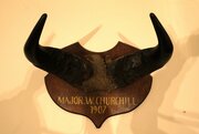 Antique Mounted Cape Buffalo Horns