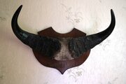 Antique Taxidermy Mounted Cape Buffalo Horns
