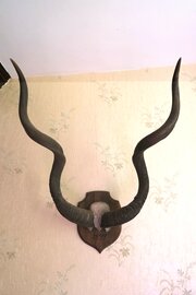 kudu horns mounted on shield b Kudu Horns Mounted on Shield B