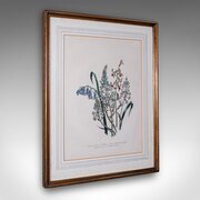 Vintage Botanical Picture, English, Framed, Art