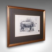 Vintage Hereford Bull Sketch, English, Framed Art