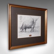 Vintage Highland Cow Artists Proof, English, Art