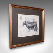 Vintage Irish Dexter Cow Proof, English, Framed