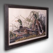 Vintage Mallard Duck Picture, English, Framed