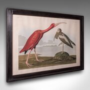 Vintage Scarlet Ibis Picture, English, Framed