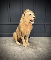 Full Mount Taxidermy Lion 