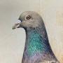 Pigeon Portraits  Watercolour Bird Paintings