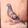 Pigeon Watercolour Painting Jubilee Winner 1935