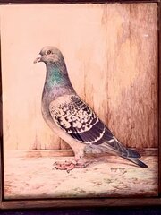 Pigeon Watercolour Painting Jubilee Winner 1935