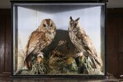 Tawny Owl & Long Eared Owl In Naturalistic Setting