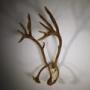 Massive Edwardian Antique Caribou Antlers