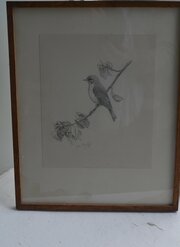 Pencil Drawing Spotted Flycatcher