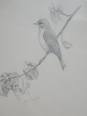 Pencil Drawing Spotted Flycatcher