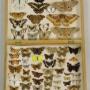 Antique Butterfly & Moth Cased Specimen Collection