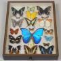 Antique Specimen Case of Butterflies