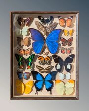 Beautiful Tropical Butterfly Cased Display