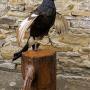 Black Grouse Taxidermy (Lyrurus Tetrix)