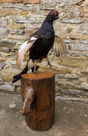 Black Grouse Taxidermy (Lyrurus Tetrix)