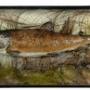 Cased Brown Trout Taxidermy - Salmo Trutta.
