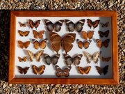 Cased Collection Tropical Butterflies No 3