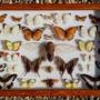 Cased Collection Tropical Butterflies and Insects 