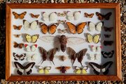Cased Collection Tropical Butterflies And Insects 