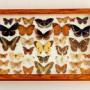Cased Collection of Butterflies Tropical Specimens