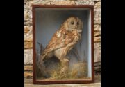 Cased Taxidermy Tawny Owl Full Mount (Strix Aluco)