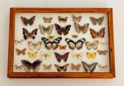 Cased Tropical Butterflies Collection No 4