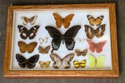 Colourful Tropical Butterfly Specimens In Display 