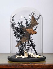 Edit Taxidermy Bat (pipistrellus Pipistrellus) 