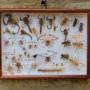 Fabulous Insect Display Cased, Camel Spiders and S