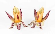 Pair English Porcelain Bud Vases Early 19th Centur