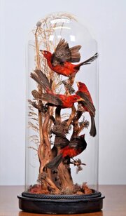 Red Brazilian Tanagers In Glass Dome (Ramphocelus 