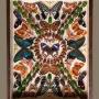 Stunning Cased Butterfly Insect Display