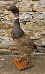 Taxidermy Goose (Anserinae)