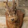 Taxidermy Mount Jacalope Hare (Lupus timidus)