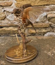 Taxidermy Redwing