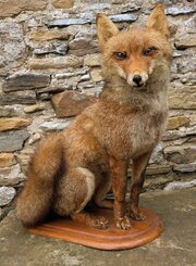 Taxidermy Seated Fox Full Mount (Vulpes Vulpes)